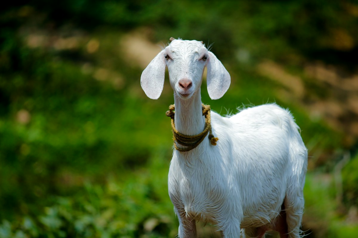 Black Bengal Goat Rearing